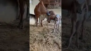 gir cow gujarat #gircow #gircow #girbull #gircowgujrat #milk #farm #gir #desi #gircowindia #big #jay