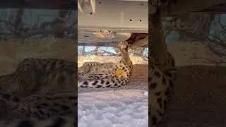 Leopard Sleeps Under Car