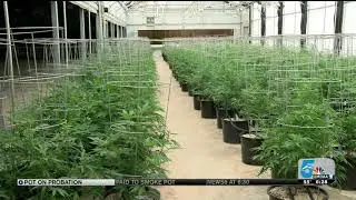 Colorado justices approve medical marijuana during probation