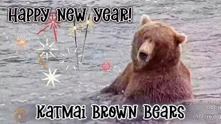 A Celebration of 2025 ▪︎ Katmai Brown Bears ▪︎ Explore.org 