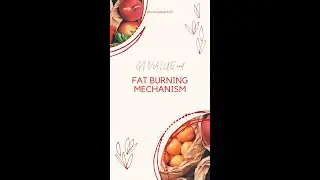 GI Value and Fat Burning Mechanism