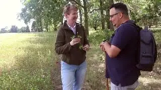 Bispingen, L&uuml;neburger Heide