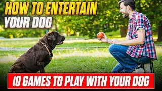 10 Fun Games to Play With Your Dog - Keep Them Active and Happy!