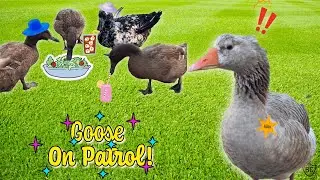 Athena the Goose Can't Stop the Fun!  (Spring Duck Mayhem!)