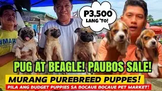 WOW! P3,500 BEAGLE! P7,000 PUG W/ PAPERS | BARGAIN PAUBOS SALE PUPPIES SA BOCAUE PET MARKET