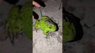 Catching a lizard on a big funny frog | Frog performing comedy | Funny fat frog