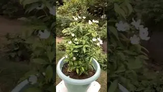 Mini Chandni blooming in my Garden #chandni #flowers #blooming #gardening #youtubeshorts #trending