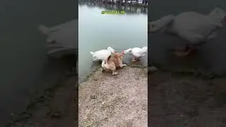 Funny Dog Tries to Escape Bites from Two Geese 🦢🐶 #dog #animals #shortvideo #viral