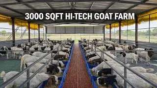 Building a 3000 Sqft Hi-Tech Goat Farm in Uttar Pradesh | Powered by InVivo Agritech 🐐