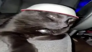 mind controlling device