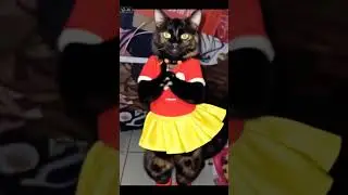 #cat #miawmiaw #gatos #ㅇyㅇ #cute #cutecat #unpocodetuamor