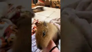Baby Capybara!
