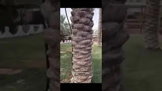 منتجع القلعة بعنيزة