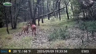 Mélimélo de mammifères, début septembre, sud Larzac...