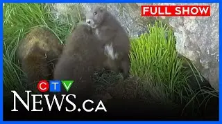 B.C. marmot brought back from the brink of extinction | CTV News Vancouver Island | Dec. 1, 2025