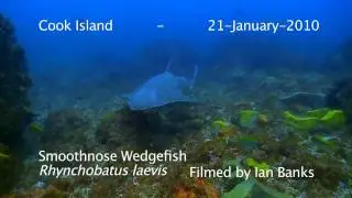 Smoothnose Wedgefish - Rhynchobatus laevis at Cook Island Australia