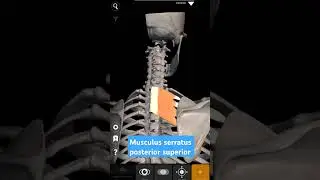 Musculus serratus posterior superior #serratusposterior #muscles #myology