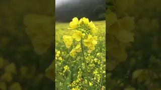 Session of yellow flowers😍#shorts #nature #yellowflowers