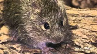 West Texas Wild with Dr. Ray Matlack
