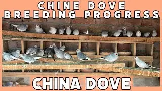 China Dove Breeding Progress #chinadove #diamond dove