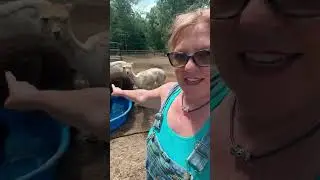 #farmer  #hot #weather  #animals #troubleshooting #subscribe #farming