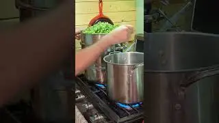 Frontenac Grapes Harvest Part 4