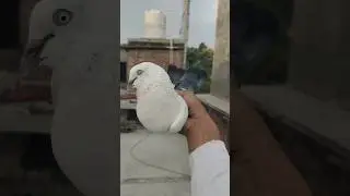 allahabadi kalduma kalpara 🕊️🖤#shorts #pigeon #viral