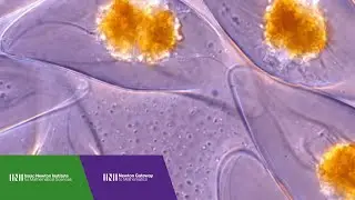 Dr. Annis Richardson | How do grasses grow?