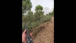Vigo Vale dos Carvalhais Galinhola Becada