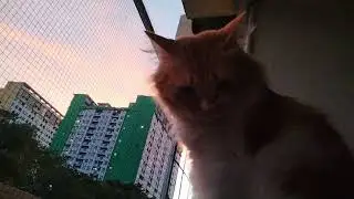 Enjoy langit pagi... #cat #catoftheday #catlovers #kucinglucu 