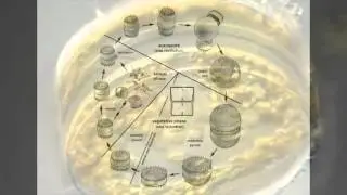Diatom Project FINAL