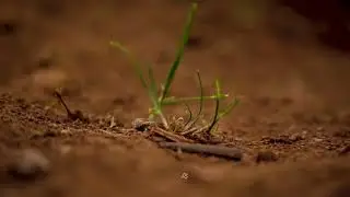 SONY A 7©cinematics..|#explore #cinematic #mountains #plants #colourgrading #power #trending #hills 