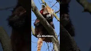 Master shifu in real life.   #animals #wildlife #shorts #trending #redpanda #nature #cuteanimals
