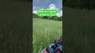Arrest or Slay&hellip;.What do you say? #foodplots #hunting #whitetails #clover