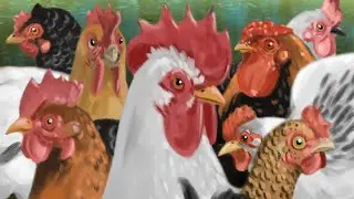 Drawing Chickens
