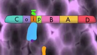 Arabinose operon
