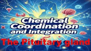 The Pituitary glands | Adenohypophysis | Neurohypophysis | Parsdistalis | Parsintermedia parsnervosa