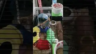Sloef and his millet