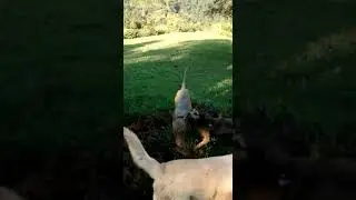 bullterrier loco