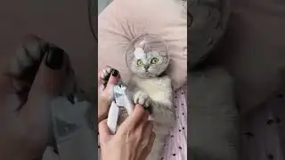 Cute Cat in word / beautiful Cat safty /Top Frontier news /Cat videos for children /kids /new video