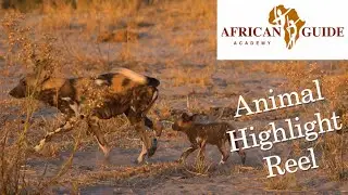 AGA Animal Highlights 13 Aug