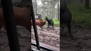 Bull Fight 😱 | Angry Bull Attack | #Shorts