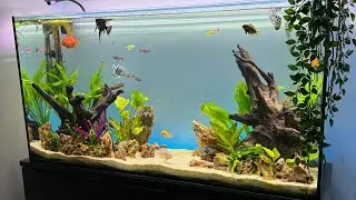Aqua One OakStyle 50 Gallon Community Aquarium