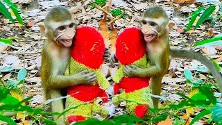 Poor new Abandoned monkey group not accept she very scare, Why bad owner leave her alone