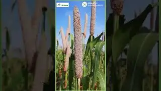 jk seed is good for agriculture//jk seed #viral