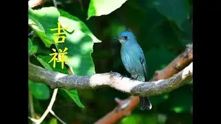銅藍鶲(Eumyias thalassinus)台灣野鳥P346(Verditer Flycatcher)旗津高字塔