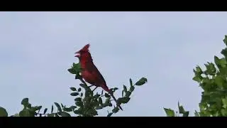 An American Cardinal Singing His Heart Out