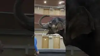 💪🏻 Сделайте утреннюю зарядку с милашкой Николь, которая держит себя в превосходной форме 🍌🥕