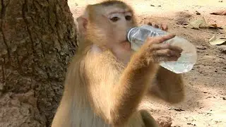 So Hot Weather!Cute Pigtail Monkey Rose Feel Thirsty & Get Water From Kind Lady|Sweet Pigtail Rose
