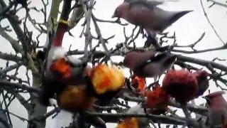 MVI_2260[1].avi waxwings 65 plus redhill    surrey    today